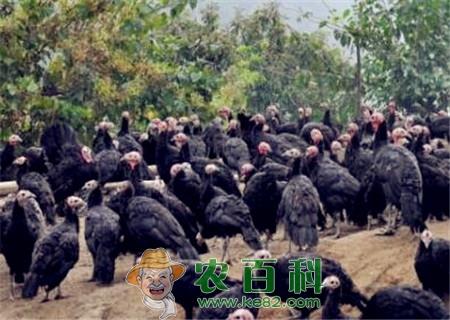 火鸡价格卖多少钱一斤?2019养火鸡还赚钱吗?附养殖前景及利润分析