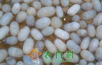 寡食性昆虫蚕宝宝的具体生长过程和发育温度