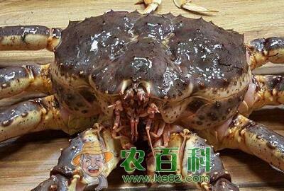 帝王蟹多少钱一斤?和皇帝蟹哪个贵?为什么只吃腿?