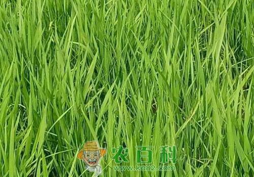 湖北钟祥职业农民种优质水稻——10万亩一年赚7000多万元