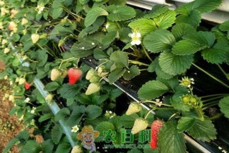 草莓种子多久发芽?如何庭院栽培?