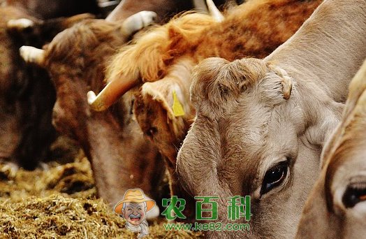 在农村养10头牛成本要多少?能赚多少钱?