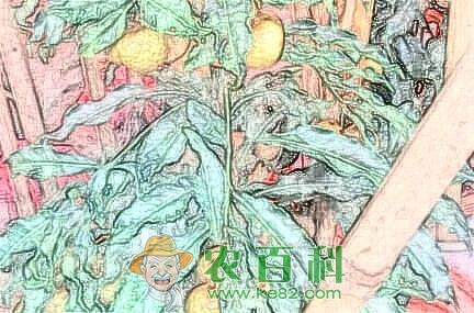 我国龙眼需肥特点以及丰产施肥技术、时间