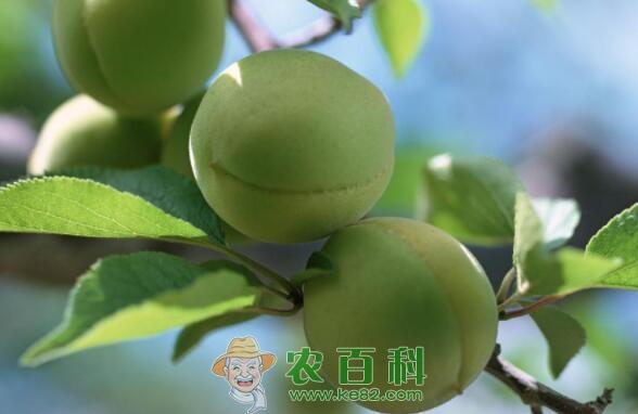 青梅通常几月份成熟上市？有什么功效与作用？价格多少钱一斤？