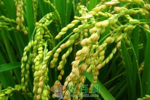 锌肥对水稻有什么作用？怎样使用锌肥？有哪些注意事项？