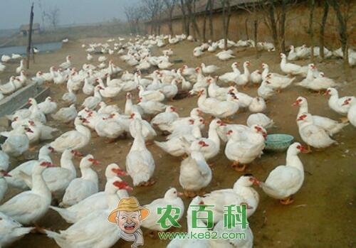 市场上香鹑雁苗价格大约多少钱一只？养殖成本利润如何？饲养管理方法有哪些？附行情预测