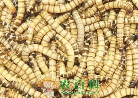 拟步甲科大麦虫与黄粉虫有什么区别？养殖前景如何？