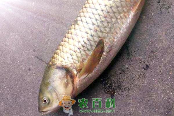 草鱼养殖成本和利润怎么样?一年能长多少斤?怎么养长得快?