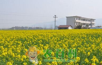 忻城县油菜花经济带火乡村旅游