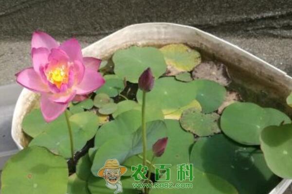 碗莲和睡莲的区别是什么?什么时候种合适?种子价格多少钱一斤?(附水培方法)