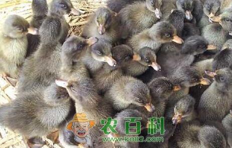 火鸭苗批发价格多少钱一只?养殖2000只需要多少成本?利润能有多少?