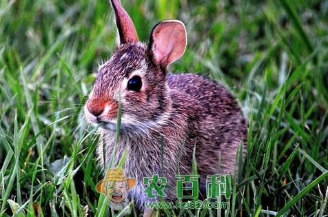 草食性脊椎动物野兔子的生活习性是怎样的?