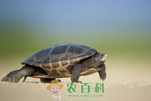 野生甲鱼多少钱一斤？养一亩大约赚多少钱？