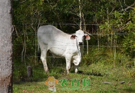 小肉牛一般多少钱一头？应该怎样饲养？冬季需要注意些什么？