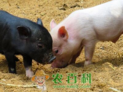 仔猪价格行情怎么样?养殖技术有哪些?国家有补贴吗?