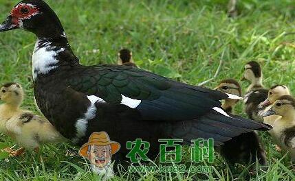火鸭苗批发价格多少钱一只?养殖2000只需要多少成本?利润能有多少?