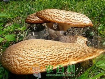 多孔菌科猪苓产自哪里?种子大概多少钱一斤?一亩地大约需要多少种子?怎么播种?