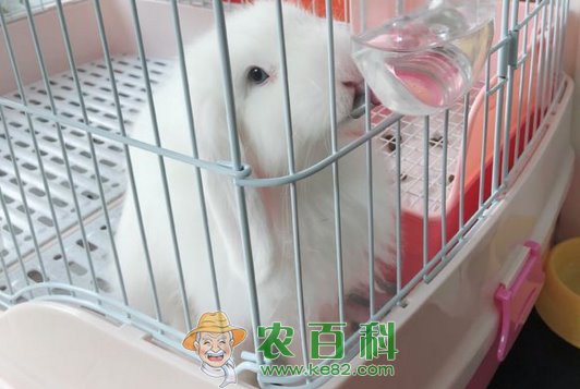 胆小怕惊的垂耳兔怎么养?其要注意些什么?