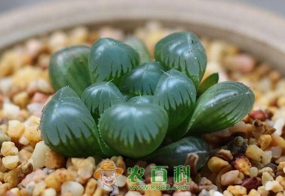 冰灯玉露是什么？多少钱一盆？怎么养？