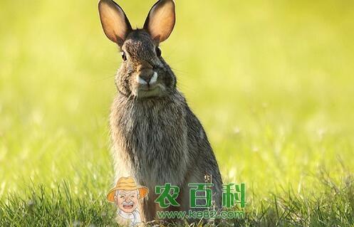 草食性脊椎动物野兔子的生活习性是怎样的?