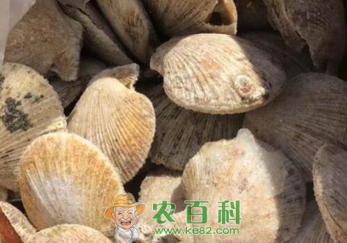 八珍之一的扇贝肉价格多少一斤?功效作用是什么?怎么清洗处理?市场行情和前景如何?