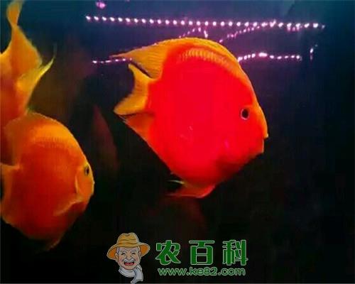 市面上鹦鹉鱼价格多少钱一只？它吃什么食物？能活多久？