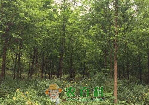 落叶乔木池杉小苗价格多少钱一棵?和水杉的区别是什么?怎么种植栽培?
