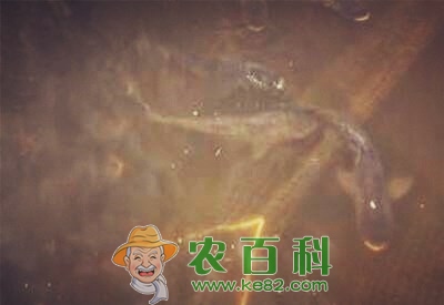 胖头鱼鱼苗多少钱一斤？养殖技术有哪些？