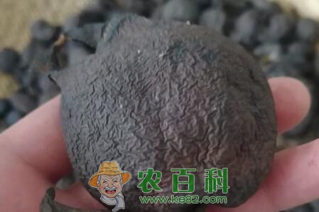 “中药”乌灵参价格多少钱一斤？生长在什么地方？它有哪些功效作用？怎么吃好？