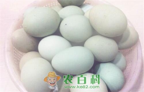 天然药鸡绿壳蛋鸡吃什么长得快？养1000只大约能赚多少钱？养什么品种好？下的蛋和普通鸡蛋有什么区别？