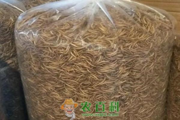 黄粉虫价格多少钱一斤?养黄粉虫赚钱吗?附养殖成本及利润分析