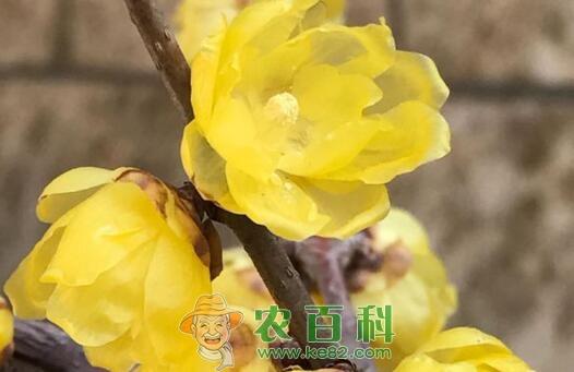 旱不死的腊梅生长在什么地方？花期几月？泡水喝有哪些功效？种子价格多少钱一斤？