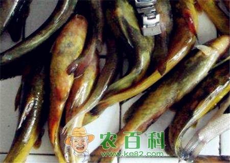 现在嘎鱼(黄颡鱼)价格多少钱一斤?怎么养殖?不适合什么人吃?