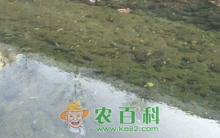 水产养殖过程中为什么要施肥?常见的施肥技术有哪些?