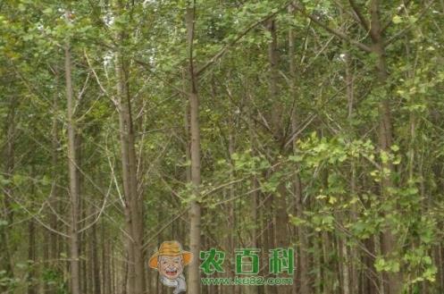 高大挺拔的杨树苗价格多少钱一棵?特点是什么?哪个品种好?怎么种植?
