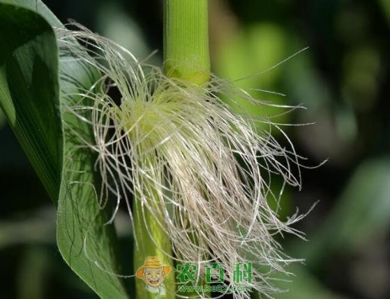 受冻害的水稻、玉米、大豆,最全补救措施!
