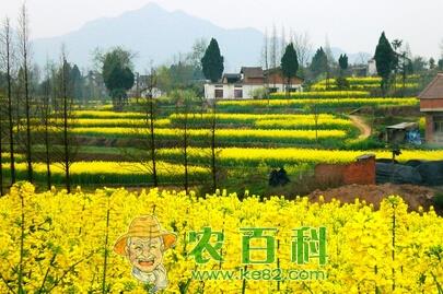 忻城县油菜花经济带火乡村旅游