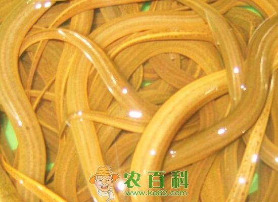养黄鳝(泥鳅)赚钱吗?黄鳝养殖成本及利润分析(附最新价格)
