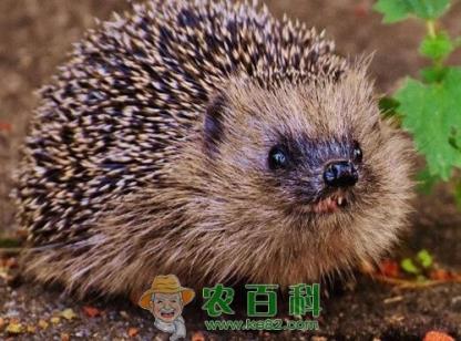 刺猬多少钱一只?喜欢吃什么东西?养殖成本及利润如何?有什么作用?