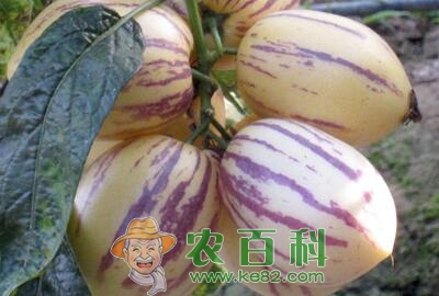 人参果是水果吗?怎么长出来的?有什么功效和作用?