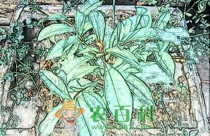 我国龙眼需肥特点以及丰产施肥技术、时间