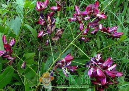 藤本植物油麻藤种子价格多少钱一斤?什么时候种植开花?怎么种?有什么功效作用?