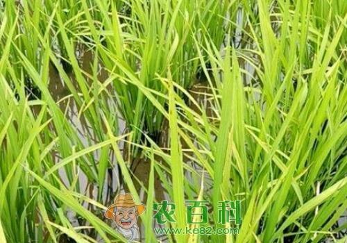 湖北钟祥职业农民种优质水稻——10万亩一年赚7000多万元
