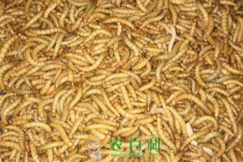 黄粉虫价格多少钱一斤?养黄粉虫赚钱吗?附养殖成本及利润分析