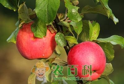 “智慧果”苹果树什么时候浇水好?浇多少合适?怎么浇?