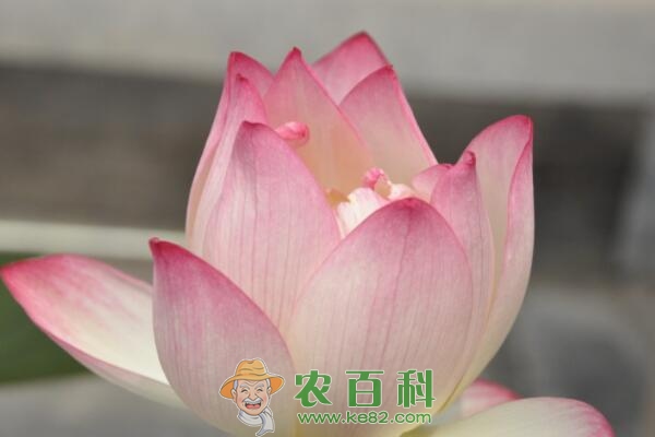 越南国花荷花种子价格大约多少钱一斤?什么时候种植、开花?怎么种?盆栽怎么养护?