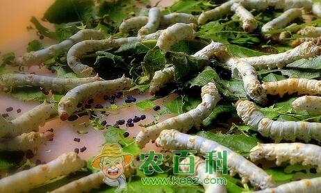 寡食性昆虫蚕宝宝的具体生长过程和发育温度