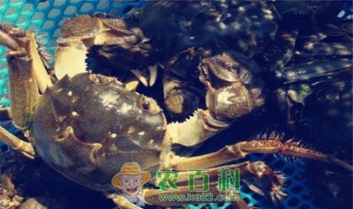 阳澄湖大闸蟹9月份正式上市！大闸蟹价格会上涨吗？