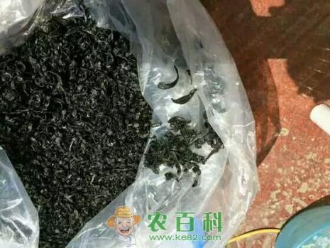 水蛭的功效与作用及禁忌是什么？多少钱一斤2019？