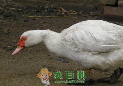 市场上香鹑雁苗价格大约多少钱一只？养殖成本利润如何？饲养管理方法有哪些？附行情预测